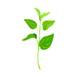 Green Leafy Stem or Stalk with Foliage and Veins Vector Illustration