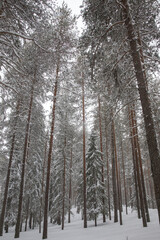 Wall Mural - Snow covered trees