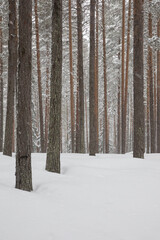 Wall Mural - Snow covered trees