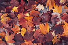 Scattered Colorful Red, Orange And Yellow Fall Maple Leaves Background. Colors Of Gold Autumn. Seasonal Decoration Concept.
