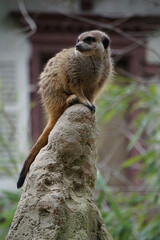 Poster - Vertical shot of a meerkat standing on a stone surface