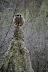 Poster - Vertical shot of a meerkat standing on a stone surface