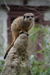 Poster - Vertical shot of a meerkat standing on a stone surface