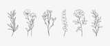 Fototapeta Storczyk - Minimal botanical hand drawing design for logo and wedding invitation. Floral line art.  Flower and leaves design collection for bouquets decoration, card and packaging background.