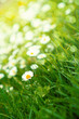 Gänseblümchen Wiese mit Sonnenstrahlen und unscharfen Hintergrund im Frühling