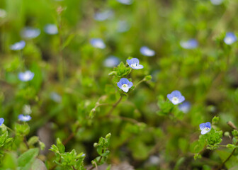 delicate blue flowers Veronica Beccabunga 2