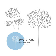 Hydrangea plant drawn in a minimalistic style by line. Part of the collection of dried flowers. Editable line.