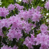 Fototapeta Kwiaty - Purple Flowering rhododendron davidsonianum Shrub
