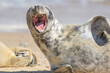 Shouting seal. Wild animal with mouth wide open.