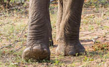 Closeup Of Big Elephant Feet And Toenails Walking And Stepping In Kruger National Park, South Africa