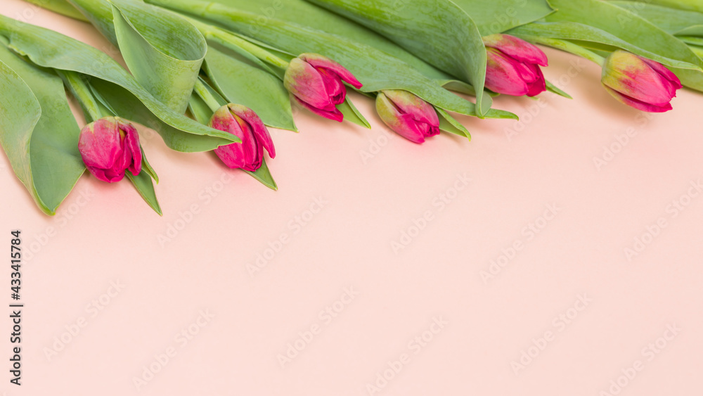 Różowe, kwitnące tulipany na pastelowo różowym tle - obrazy, fototapety, plakaty 