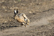 Frightened rabbit runs across the field