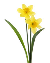 Beautiful Blooming Yellow Daffodils On White Background