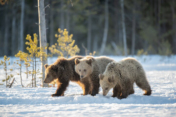 Wall Mural - Three young Brown bears walking in the snow in winter forest in Finland near Russian border
