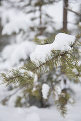 Wall Mural - Snow covered trees