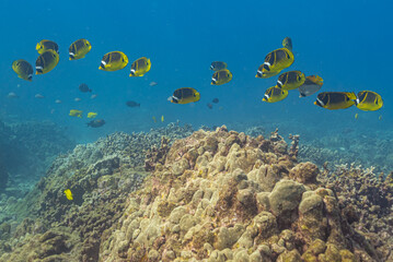 School of fish swimming over coral reef in tropical ocean