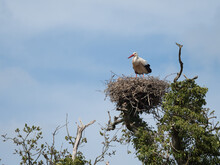  A White Stork (Ciconia Ciconia) Stands On A Nest In A Tree In UK.Shows Nesting Habitat