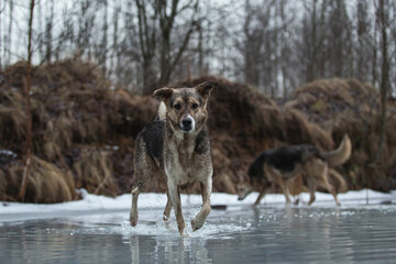 Wall Mural - Dirty and wet mixed breed shepherd dogs standing on frozen lake