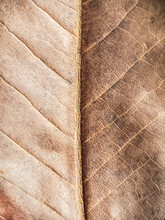 Dry Brown Leaf Texture Background.