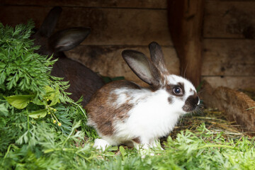 A small white rabbit bunny with gray spots eats grass while sitting in a cage.