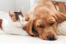 Adorable Pets, Kitten And Labrador Retriever Puppy Sleep Together. Friendship Of A Cat And A Dog