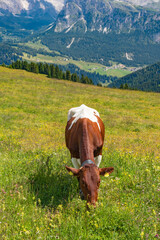 Wall Mural - grazing cow in a beautiful alp landscape