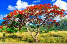 Exotic Nature Of Tropical Island Mauritius. Red Flowers Blooming Tree Flamboyant - Flame Tree