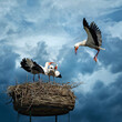 Three storks  against beautiful blue sky background