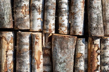 Poster - birch logs in rows. the trees are stacked with stacks. timber