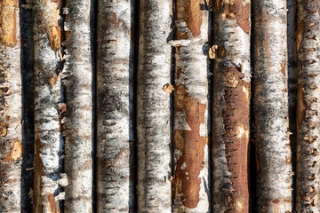 Poster - birch logs in rows. the trees are stacked with stacks. timber