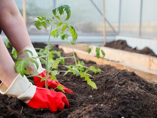 Woman hands planting to soil tomato seedling in greenhouse. Farmer growing vegetables in garden. Organic farming food and spring gardening concept. Transplanting and caring for seedlings. Agriculture