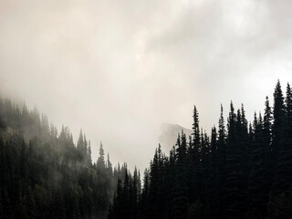 Fototapeta wzgórze las dolina słońce