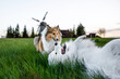 Friendship of two dogs. Shetland sheepdog and samoyed in the green field.