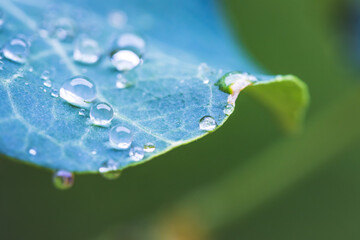 Environment, freshness and nature concept: Macro of big waterdrops on green leaf after rain. Beautiful leaf texture.