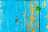 Fototapeta  - Shamrock on old wooden table covered with blue paint. View from above