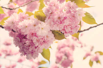 Poster - Pink cherry flowers.