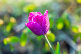 Fototapeta Tulipany - Close up view of flower tulip  with raindrops  isolated on  background. Gorgeous spring  nature backgrounds.