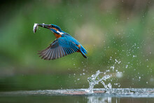 Common European Kingfisher (Alcedo Atthis). Kingfisher Flying After Emerging From Water With Caught Fish Prey In Beak On Green Natural Background. Kingfisher Caught A Small Fish