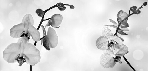 Wall Mural - orchid and empty space for text black and white