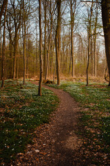 Wall Mural - A beautiful path trough a natural forest with war evening sunset light