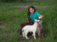 On A Green Lawn A Girl With A Feeding Bottle Filled With Milk And Three Different Colored Baby Goats