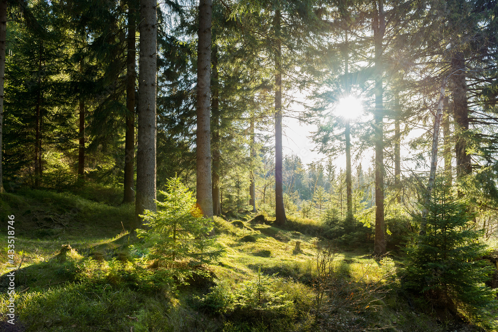 Obraz na płótnie Zachodzące słońce oświetlające swym blaskiem świerkowy, górski las. w salonie
