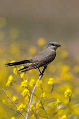 Wall Mural - Western Kingbird Perched in a Field of Wild Mustard Flowers