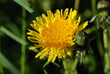 Yellow dandelion flower close-up on a background of blurred green grass. Side view 