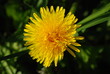 Yellow dandelion flower close-up on a background of blurred green grass. View from above 