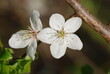 Blooming white cherry blossom close-up in sunlight. Macro 