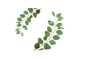 Wall Mural - Fresh eucalyptus branches isolated on white background. Artistic frame made by fresh aromatic eucalyptus.