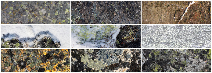 Wall Mural - Set of texture of stones covered with lichen. Lichen patterns on a rock surface. Collection of panoramic natural backgrounds. The nature of the Arctic. Polar region.