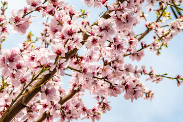 Vibrant Almond Blossoms In Springtime