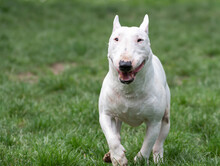 White Bull Terrier Miniature 